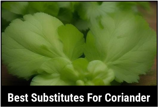 best substitutes for coriander