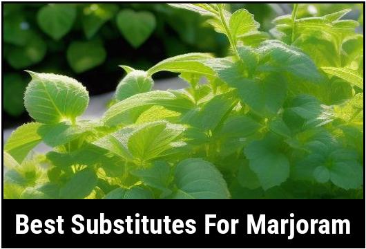 best substitutes for marjoram